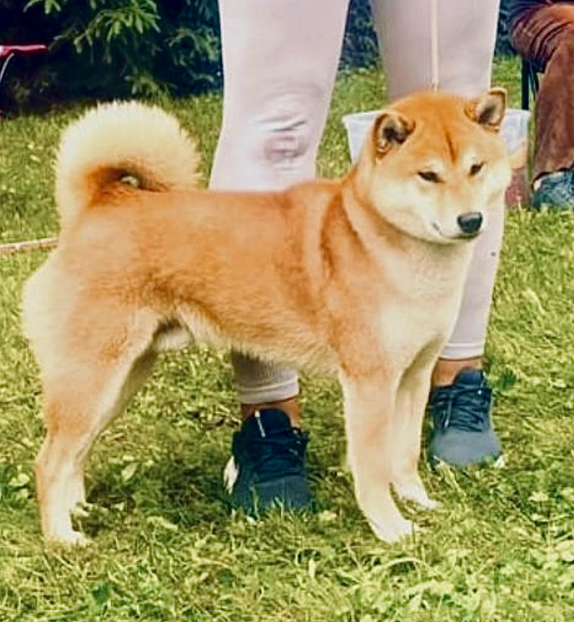 TIKO