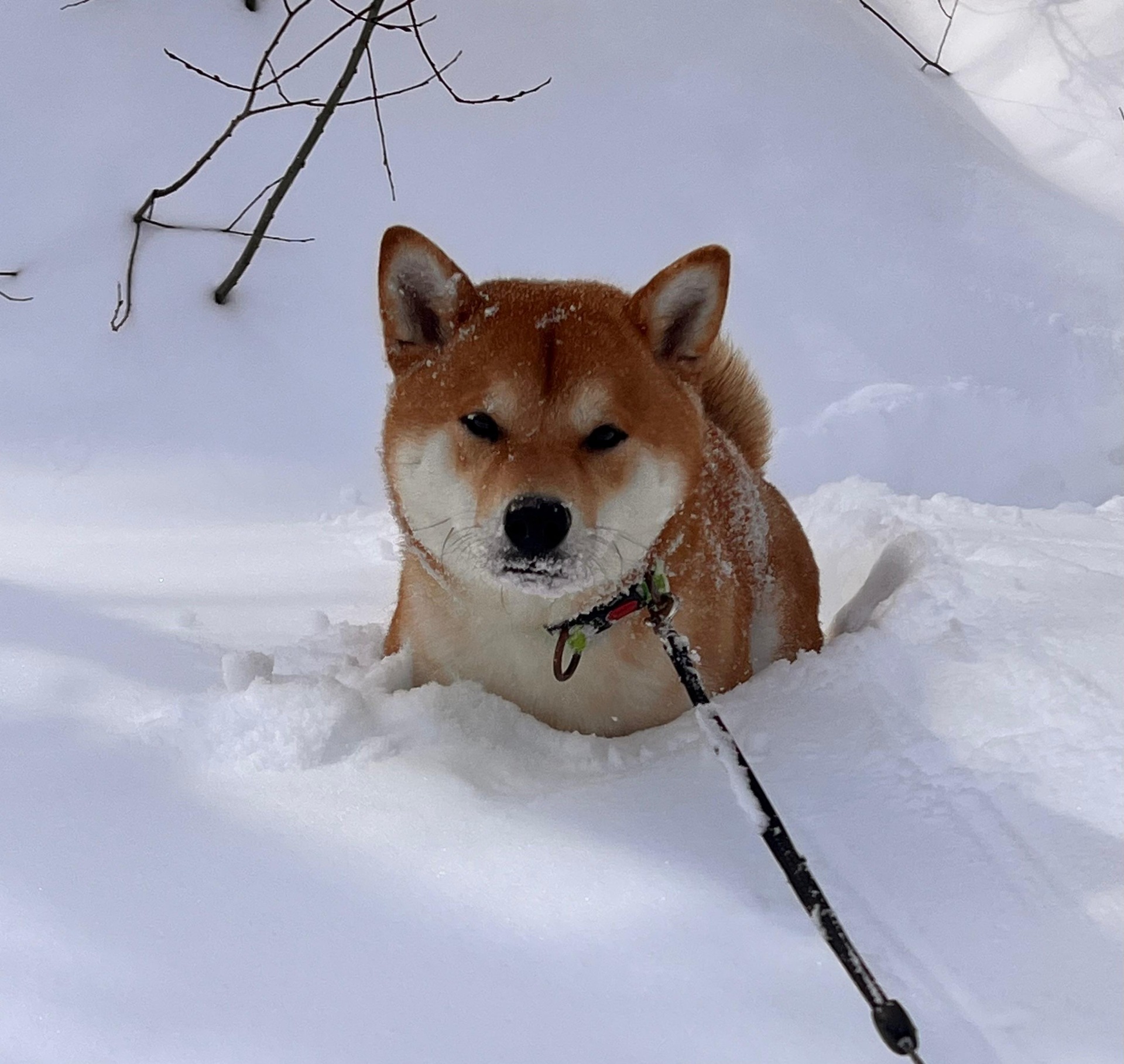 TIKO